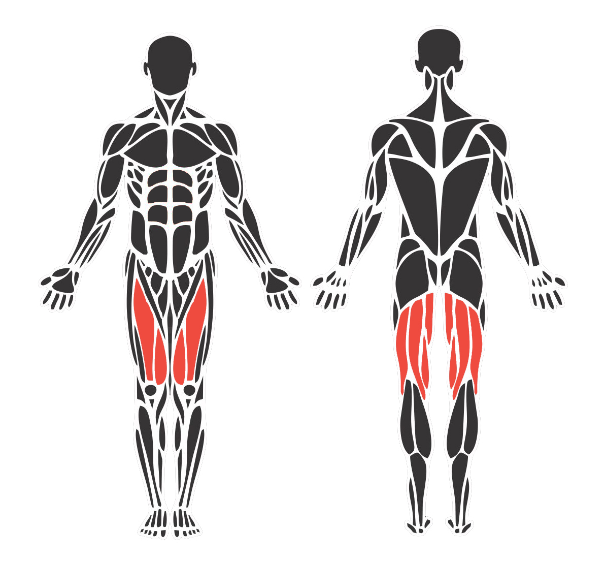Extensora Com Flexora Sentada